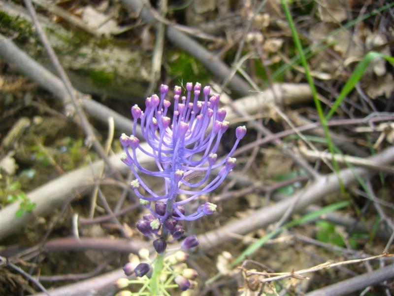 Fiori da identificare